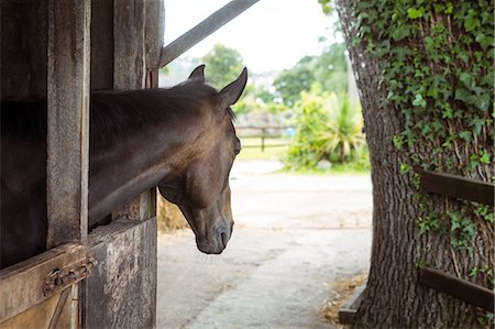 simsearch:6109-08399536,k - Horses in stable of equestrian centre Stock Photo - Premium Royalty-Free, Code: 6109-08399549