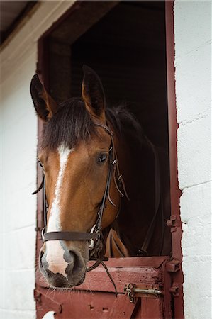 simsearch:6109-08399536,k - Horse in stable of equestrian centre Stock Photo - Premium Royalty-Free, Code: 6109-08399508