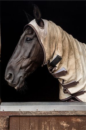 Horse in stable of equestrian centre Foto de stock - Sin royalties Premium, Código: 6109-08399509
