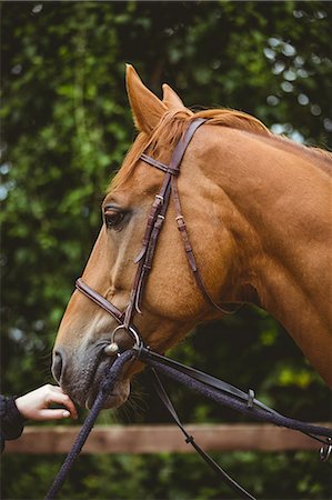 simsearch:6109-08399536,k - Side view of thorough breed horse Stock Photo - Premium Royalty-Free, Code: 6109-08399524