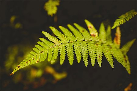 simsearch:6109-08536382,k - Close up of fern Photographie de stock - Premium Libres de Droits, Code: 6109-08481719