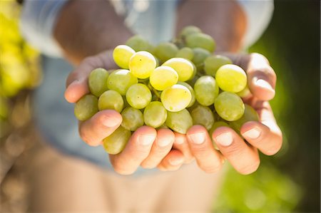 Close up view of hands holding grapes in the grape fields Stock Photo - Premium Royalty-Free, Code: 6109-08488671