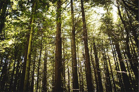 Tall trees in a sunlit forest Photographie de stock - Premium Libres de Droits, Code: 6109-08489743