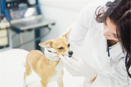 simsearch:6109-08537805,k - Veterinarian examining dogs teeth Stock Photo - Premium Royalty-Free, Code: 6109-08536549
