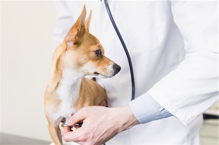 simsearch:6109-08536529,k - Veterinarian checking dog with stethoscope Stockbilder - Premium RF Lizenzfrei, Bildnummer: 6109-08536569