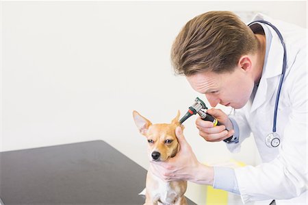 simsearch:6109-08536529,k - Veterinarian examining ear of dog with otoscope Stockbilder - Premium RF Lizenzfrei, Bildnummer: 6109-08536571