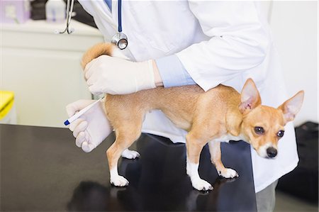 Veterinarian treating chihuahua Foto de stock - Royalty Free Premium, Número: 6109-08536577