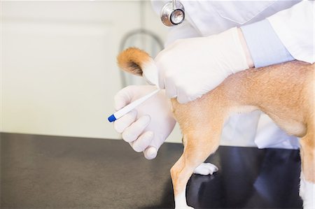 simsearch:6109-08536529,k - Veterinarian treating chihuahua Stockbilder - Premium RF Lizenzfrei, Bildnummer: 6109-08536576