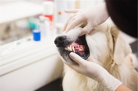 simsearch:6109-08537805,k - Veterinarian examining labrador retrievers teeth Stock Photo - Premium Royalty-Free, Code: 6109-08536532