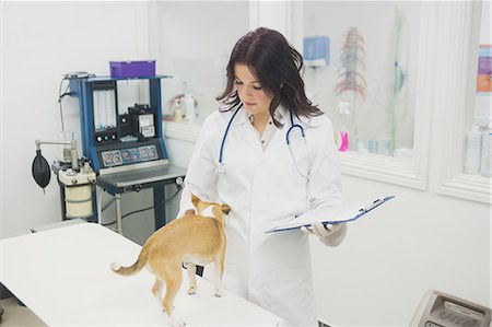 simsearch:6109-08537805,k - Female vet examining dog Stock Photo - Premium Royalty-Free, Code: 6109-08536604