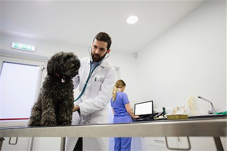 dog and surfing - Vet examining dog Stock Photo - Premium Royalty-Free, Code: 6109-08537883