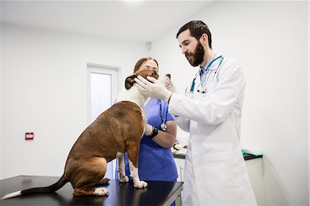 simsearch:6109-08537805,k - Vets examining dog Stock Photo - Premium Royalty-Free, Code: 6109-08537890