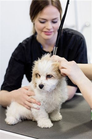 simsearch:6109-08537805,k - Vet examining a dog Stock Photo - Premium Royalty-Free, Code: 6109-08537801