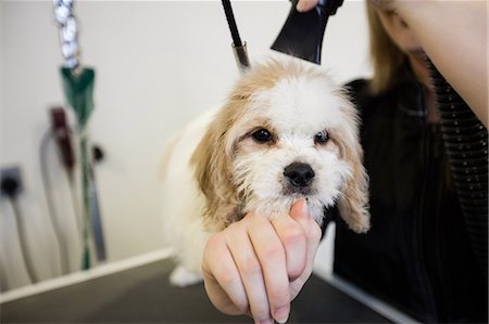 person with dog - Vet grooming a dogs hair Stock Photo - Premium Royalty-Free, Code: 6109-08537807