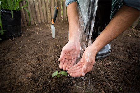 Low section of gardener watering sapling at greenhouse Stock Photo - Premium Royalty-Free, Code: 6109-08690502