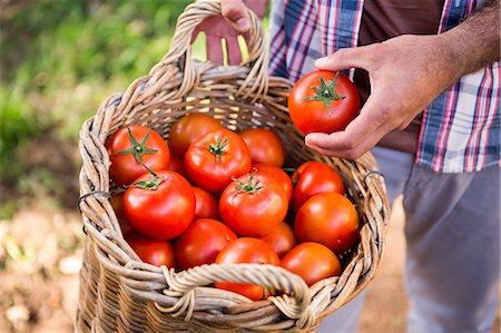 Midsection of male worker with fresh organic tomatoes in basket at vegetable garden Photographie de stock - Premium Libres de Droits, Code: 6109-08690527