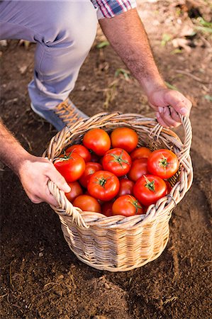 rural business owner - Midsection of male gardener with fresh organic tomatoes in basket at garden Stock Photo - Premium Royalty-Free, Code: 6109-08690530