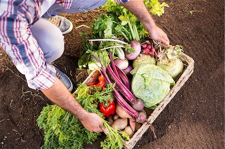 Low section of male gardener with fresh organic vegetables in basket at garden Photographie de stock - Premium Libres de Droits, Code: 6109-08690531