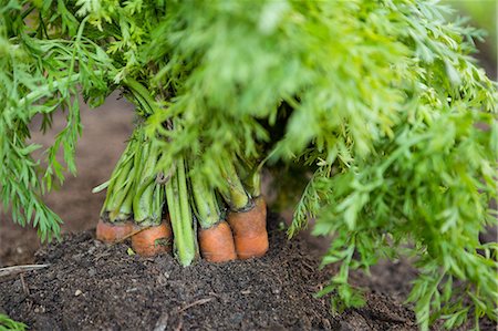 simsearch:6118-07353041,k - Close-up of fresh organic carrots bunch in agricultural farm Foto de stock - Royalty Free Premium, Número: 6109-08690532