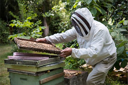 simsearch:6109-08953461,k - Beekeeper working on honey comb frame in apiary garden Stock Photo - Premium Royalty-Free, Code: 6109-08764242