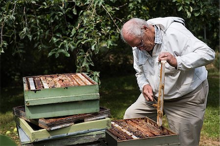 simsearch:659-06153892,k - Beekeeper removing honeycomb from beehive in apiary garden Stock Photo - Premium Royalty-Free, Code: 6109-08764259