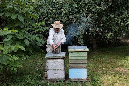 simsearch:659-06153892,k - Beekeepers smoking the bees away from hive in apiary garden Stock Photo - Premium Royalty-Free, Code: 6109-08764261