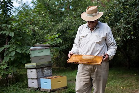 simsearch:6109-08953461,k - Beekeeper holding the beehive in wooden frame at apiary garden Stock Photo - Premium Royalty-Free, Code: 6109-08764270