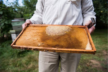 simsearch:659-06153892,k - Mid-section of beekeeper holding the beehive in wooden frame at apiary garden Stock Photo - Premium Royalty-Free, Code: 6109-08764271