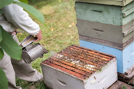 simsearch:659-06153892,k - Beekeepers smoking the bees away from hive in apiary garden Stock Photo - Premium Royalty-Free, Code: 6109-08764281