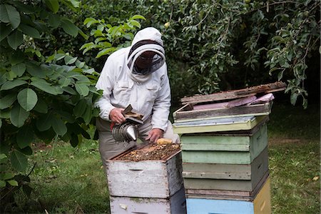 simsearch:659-06153892,k - Beekeepers smoking the bees away from hive in apiary garden Stock Photo - Premium Royalty-Free, Code: 6109-08764282