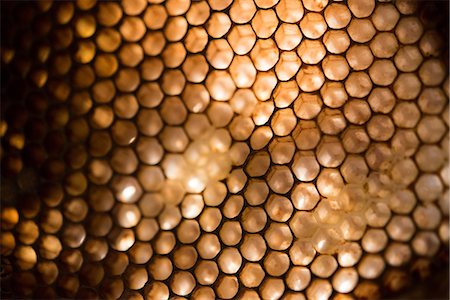 Close-up of honeycomb on a sunny day Foto de stock - Sin royalties Premium, Código: 6109-08764290