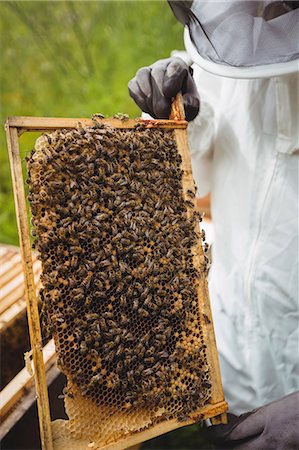 Beekeeper holding and examining beehive in the field Stock Photo - Premium Royalty-Free, Code: 6109-08764292