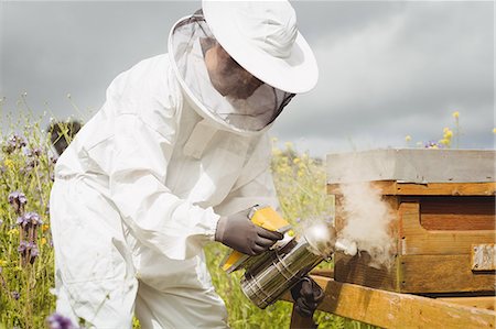 simsearch:6109-08953465,k - Beekeeper using bee smoker in the field Foto de stock - Royalty Free Premium, Número: 6109-08764317