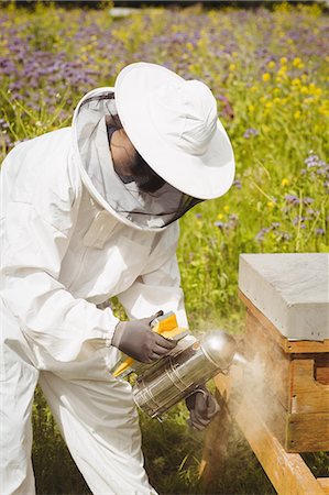 simsearch:6108-06166168,k - Beekeeper using bee smoker in the field Photographie de stock - Premium Libres de Droits, Code: 6109-08764316