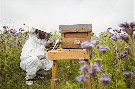 simsearch:6109-08953465,k - Beekeeper using bee smoker in the field Foto de stock - Royalty Free Premium, Número: 6109-08764320