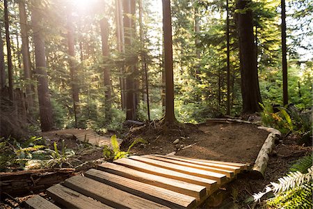 path into the sun - Close-up of wooden path on a sunny day Stock Photo - Premium Royalty-Free, Code: 6109-08764756