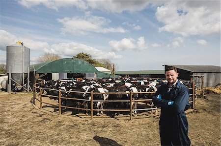 Portrait of confident farm worker standing against cows at barn Stock Photo - Premium Royalty-Free, Code: 6109-08700358