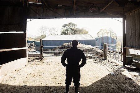 simsearch:6109-08700401,k - Rear view of farm worker standing in barn Foto de stock - Sin royalties Premium, Código: 6109-08700369