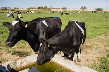 simsearch:6109-08700336,k - Cows drinking water from trough at field Stockbilder - Premium RF Lizenzfrei, Bildnummer: 6109-08700390