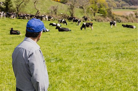 simsearch:6109-08700385,k - Man standing on green field while cattle in background Stock Photo - Premium Royalty-Free, Code: 6109-08700332