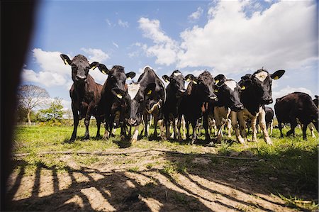 simsearch:6109-08700390,k - Low angle view of cattle standing on field against sky Stockbilder - Premium RF Lizenzfrei, Bildnummer: 6109-08700338