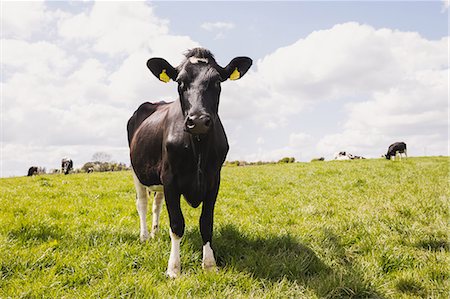Cow standing on grassy field against cloudy sky Photographie de stock - Premium Libres de Droits, Code: 6109-08700339