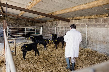 Rear view of vet examining calves at shed Foto de stock - Royalty Free Premium, Número: 6109-08700421