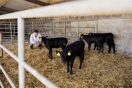 simsearch:6109-08700365,k - Vet crouching while examining black calves at shed Stock Photo - Premium Royalty-Free, Code: 6109-08700422
