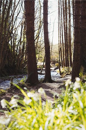 simsearch:622-06163914,k - Stream flowing amidst trees in woodland Photographie de stock - Premium Libres de Droits, Code: 6109-08700573