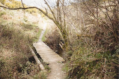 simsearch:862-08699487,k - Empty footbridge by trees in forest Photographie de stock - Premium Libres de Droits, Code: 6109-08700515