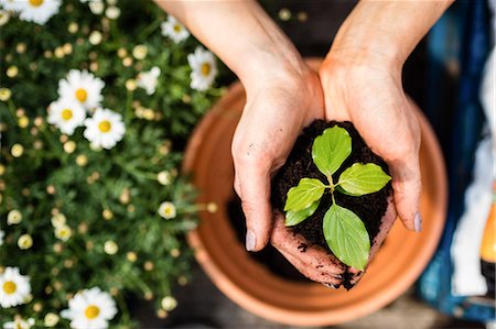 Gardener holding a plant with soil in his hands in garden centre Photographie de stock - Premium Libres de Droits, Code: 6109-08701183