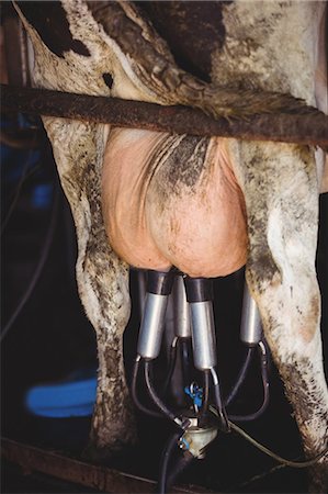 Cow being milked in the barn Stock Photo - Premium Royalty-Free, Code: 6109-08701479