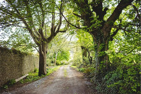 retaining wall - Footpath amidst trees in park Stock Photo - Premium Royalty-Free, Code: 6109-08705103