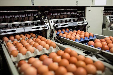 Eggs cartons moving on the production line in egg factory Foto de stock - Sin royalties Premium, Código: 6109-08739285